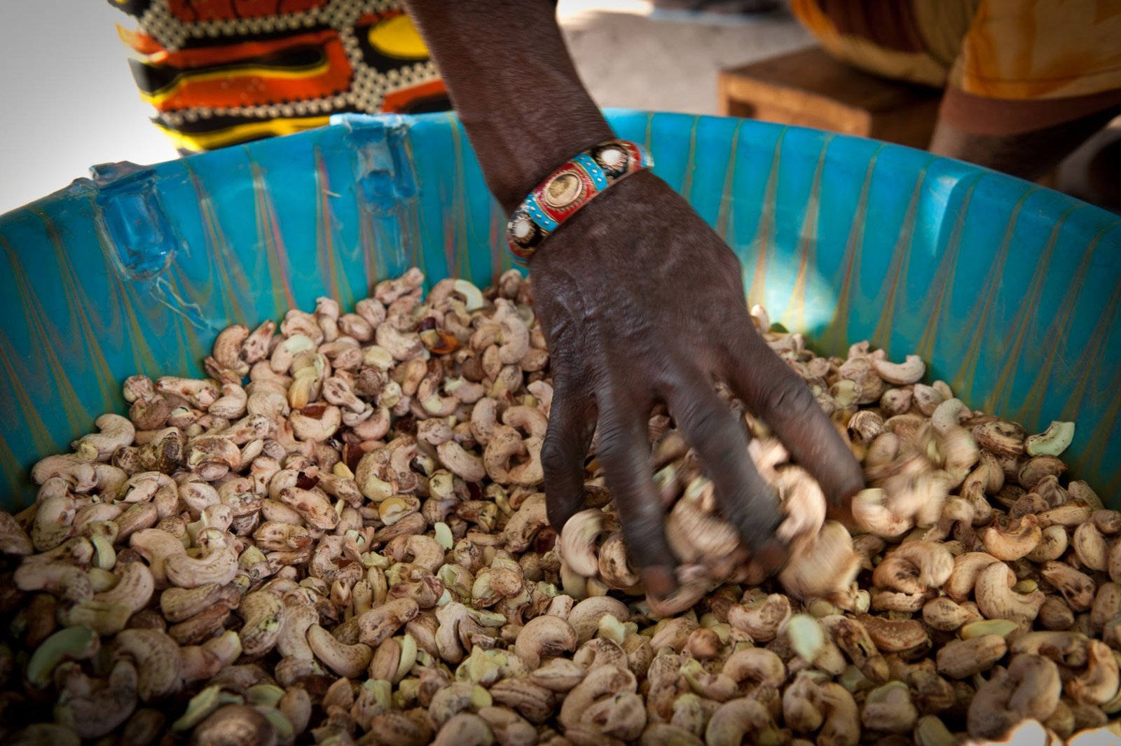 Cashew nut production in Senegal, Africa