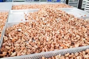 Prioritizing Food Safety Over Audit Readiness: A Shift in Industry Mindset